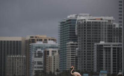 Un flamenco solitario frente a las edificaciones de Miami Beach, Florida.