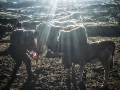 Ordenha ao amanhecer aos pés dos nevados de Huallanca, no Peru.