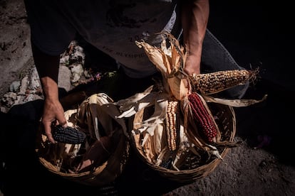 maíz en Tlaxcala