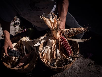 maíz en Tlaxcala