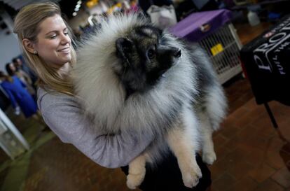 Una entrenadora sujeta a su perro de la raza Keeshond, un canino con doble pelaje de color plata y cuerpo negro, en la zona de preparación.