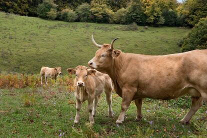 En los valles más próximos a Pamplona, como el de la Ultzama, las vacas producen leche con el sello de Producción Integrada de Navarra, que garantiza la apuesta por procesos respetuosos con el entorno.