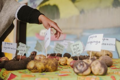 Muestras de papas cultivadas en la escuela El Romerillo, en Cumbal, el 20 de noviembre de 2025.