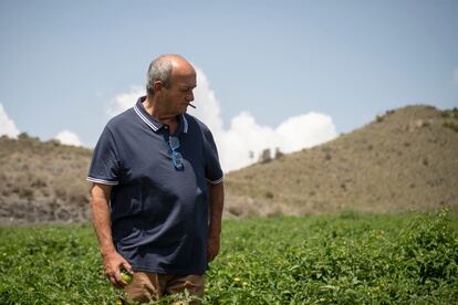 Juan Acosta, conocido como Juan Pinilla, en su finca de tomates cerca de Mazarrón, en Murcia. 
