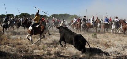 El toro de la Vega, que recibió muerte de varias lanzadas en 12 minutos, es una tradición vallisoletana duramente criticada por los ecologistas