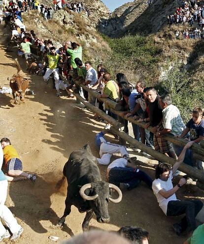 Varios corredores permanecen en el suelo al paso de la vaquillas en el encierro de Falces, en Navarra.