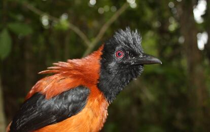 El pituí o papamoscas silbador (Pitohui dichrous), es la única ave venenosa conocida.