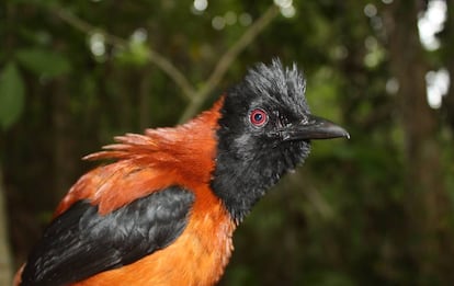 El pituí o papamoscas silbador (Pitohui dichrous), es la única ave venenosa conocida.