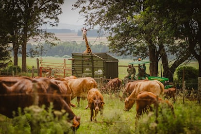 Una jirafa, durante su traslado el 26 de junio a un pequeño recinto en la Granja Kruger, en Eldoret, después de su captura.  El santuario dentro de esta explotación agraria se creó con la idea de que los ejemplares se reprodujeran y contribuir a su conservación, pero ahora se las traslada a Ruko para favorecer la mezcla genética de los dos grupos y fortalecer así la población. 