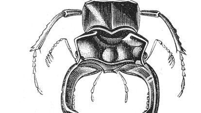 'Collage' de Eduardo Stupía que va con el texto de Daniel Samoilovich sobre los escarabajos peloteros en 'El libro de las fábulas'.