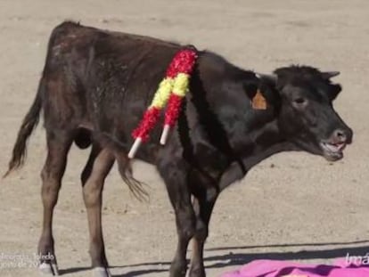 The young animal is seen in a video dying at the hands of inhabitants of the town Valmojado, in the province of Toledo