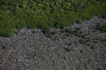 An aerial view of a mangrove swamp in Cancun, August 13, 2015. Due to mass tourism, Mexico has already lost 65 percent of its mangroves, according to environmental group Greenpeace, with more disappearing with each passing year.  REUTERS/Edgard Garrido PICTURE 13 OF 34 FOR WIDER IMAGE STORY 'EARTHPRINTS: CANCUN'SEARCH 'EARTHPRINTS CANCUN' FOR ALL IMAGES