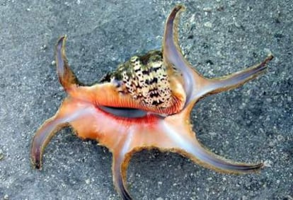 Caracola en forma de araña, de nombre científico <i>Lambis chiragra</i>, hallada en la plataforma continental china.