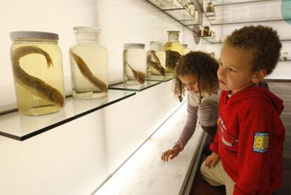 Dos niños observan las especies exhibidas  en hileras de botes transparentes, en una imagen cedida por el Museo del Mar de Vigo.