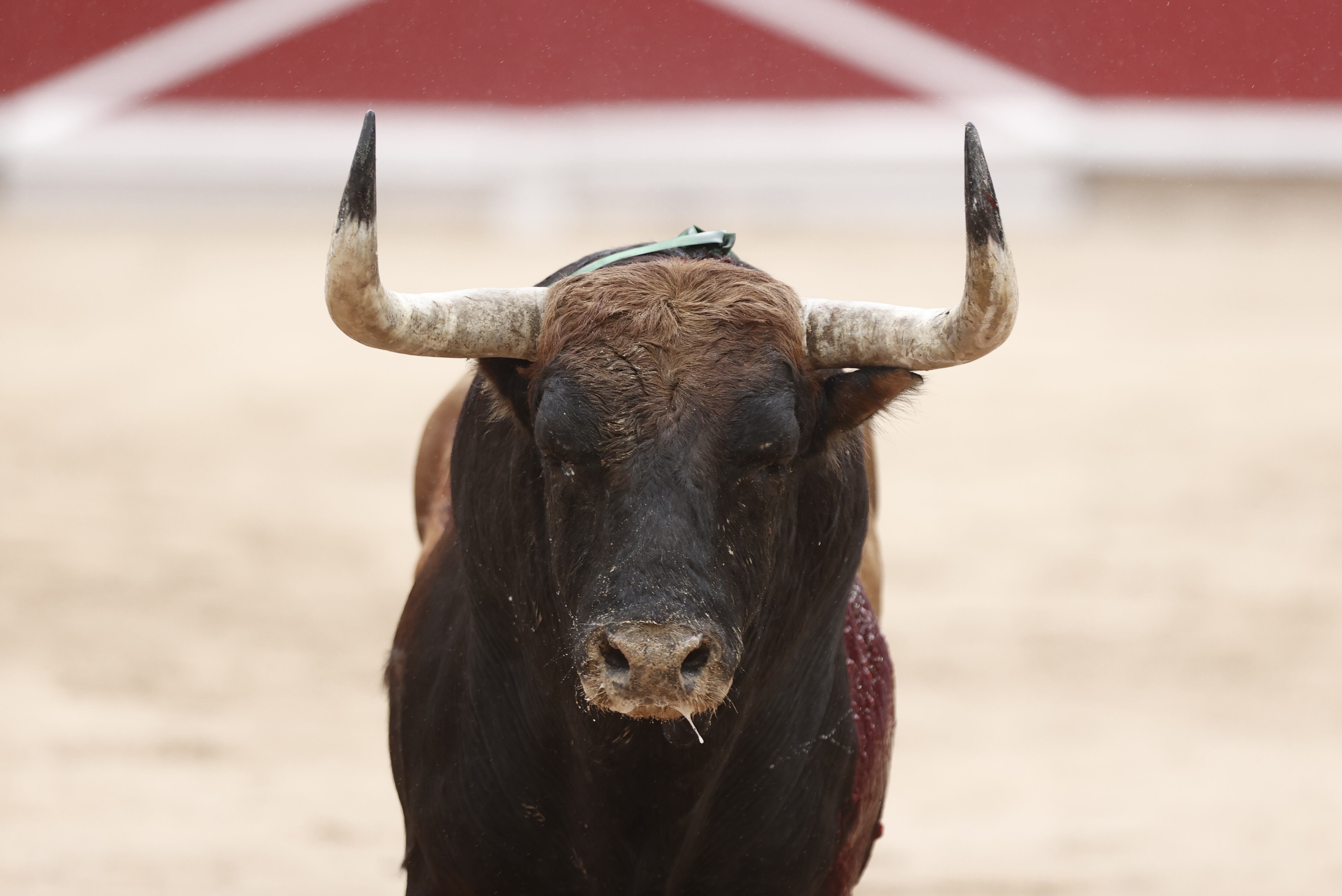 'Tramposo', tercer toro de la tarde, de la ganadería de Fuente Ymbro.