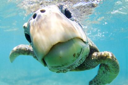 Una tortuga marina verde en Haliwa, Hawai. Mención de honor en la categoría de retratos.