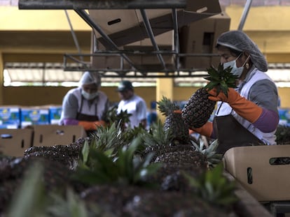 Employees sort fruit in a food processing plant in Cochabamba, Bolivia.