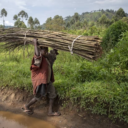 Un niño desplazado lleva fardos de palos por la carretera entre Kitchanga y Mweso en la provincia de Kivu del Norte, en la República democrática del Congo.