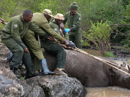 Kenya Wildlife Service