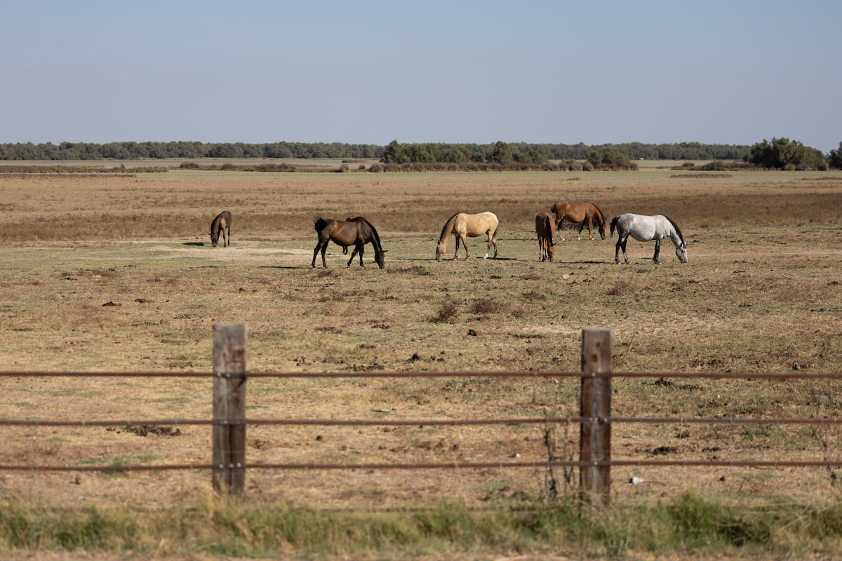 El Gobierno aprueba ayudas de 28,5 millones para la reconversión de hasta 400 hectáreas de regadíos del entorno de Doñana