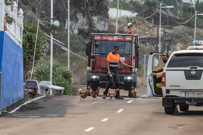 Un voluntario recoge a unas gallinas ante el avance de la lava en Todoque, La Palma