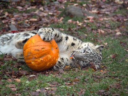 Leopardo juega con una calabaza de Halloween