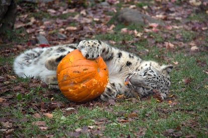 Leopardo juega con una calabaza de Halloween