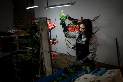 Una trabajadora de un invernadero de flores en Chía, Colombia, el 29 de enero