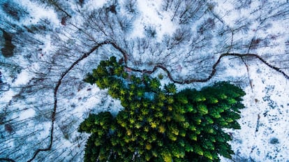 O <a href="http://www.dronestagr.am/">Dronestagram</a> nasceu em 25 de julho de 2013 como a primeira rede social para fotografias e vídeos feitos com aviões não tripulados e, naquele momento, pretendia se tornar uma comunidade de referência para esse tipo de conteúdo. Na foto, a ganhadora do primeiro prêmio na categoria Natureza e Fauna do concurso do Dronestagram de 2016.