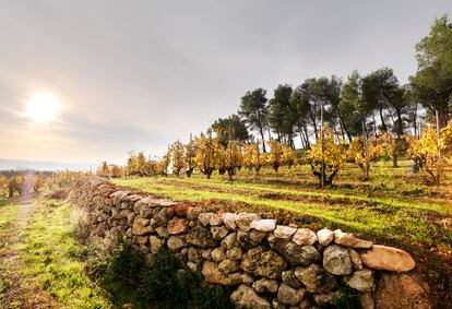 Vista de la viña Turo d'en Mota, en el Penedès, plantada en 1940, donde solo hay uva xarel.lo. Imagen proporcionada por Recaredo.
