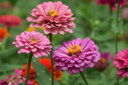  Los colores de las flores de zinia se degradan a medida que pasan los días.