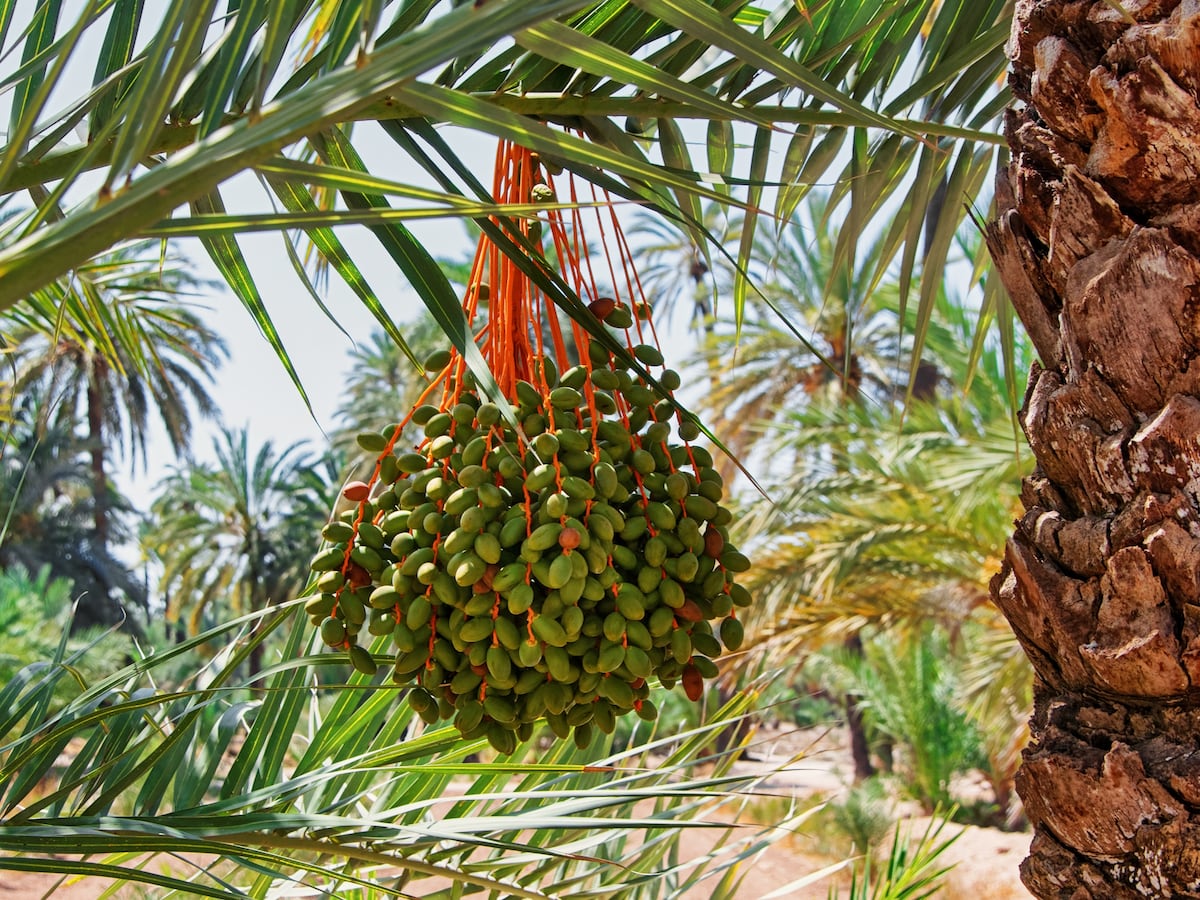 Elche, el único centro europeo de producción de dátiles