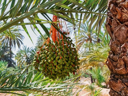 Dátiles palmeras Elche