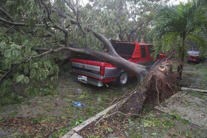 Uma árvore derrubada pelo vento em uma rua de Miami.