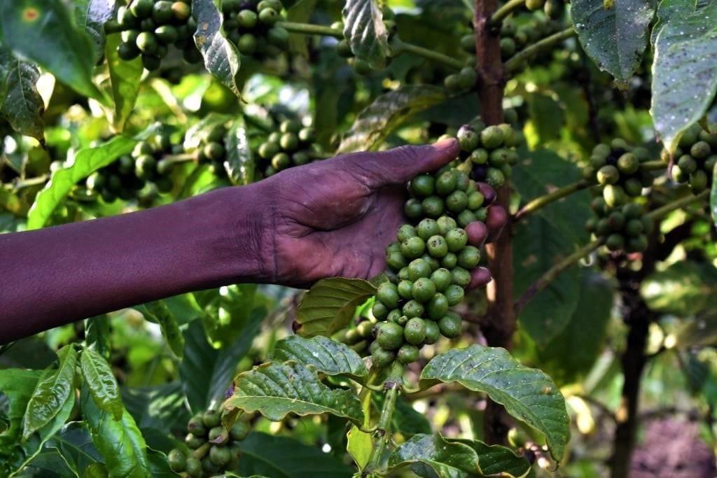 Los aranceles de Trump junto a las sequías en otros países aúpan la bonanza cafetera de Uganda, primer productor africano