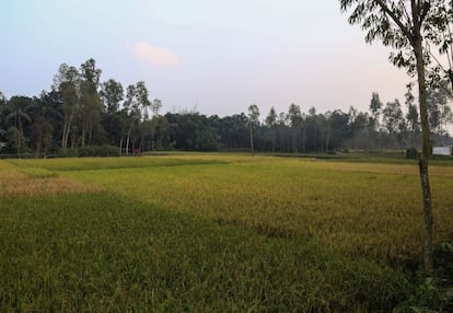 Bangladesh es un país eminentemente agrícola, en el que proliferan las plantaciones de arroz. Los guerrilleros, conocidos institucionalmente como luchadores de la libertad, solían refugiarse por el día en las aldeas y atacar cuando caía la noche a las tropas enemigas, con las que estaban en inferioridad de armamento. Hacia el final de la guerra la intervención del Ejército indio resultó decisiva para que Bangladesh consiguiera la independencia.