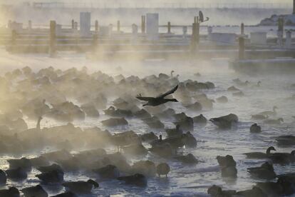 Gansos apiñados en el agua mientras el sol sale en el puerto de Port Washington de Wisconsin, el 30 de enero.