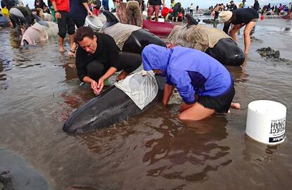 En febrero de 2015 se organiz un operativo para intentar salvar a 200 ballenas piloto que quedaron atrapadas en la misma zona de Farewell Spit, pero no impidi que la mayora pereciera en el lugar. El mayor 'suicidio colectivo' de ballenas en una playa data de 1918, cuando 1.000 cetceos encallaron en las remotas islas Chatham; el segundo incidente en nmero ocurri en 1985 en Auckland, con 450 ballenas varadas.