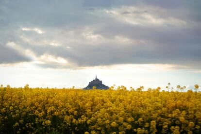 Un campo florido, 
con Mont-Saint-Michel de fondo. 

