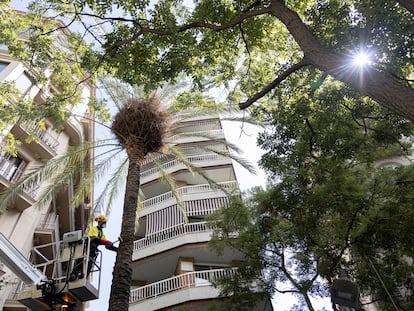 Revisión de una palmera en la plaza Pes de la Palla del barrio del Raval.