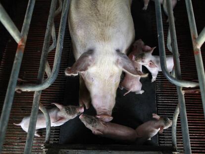 Camada de cerdos recién nacidos en la granja Gran Canal en Jiaxing, en la provincia china de Zhejiang. 