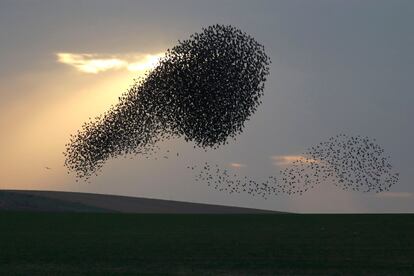 Starlings fly in murmurations, such as this one in Negeverca Desert in southern Israel.