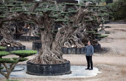 Olivos centenarios para vender en un vivero de Amposta (Tarragona).