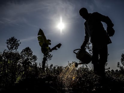 Un joven agricultor prepara abono orgánico en una granja en Kiambu, Kenia.