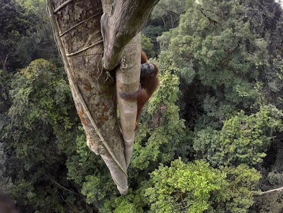 Un orangután de Borneo trepa por el tronco de una higuera estranguladora para intentar coger el fruto del árbol.