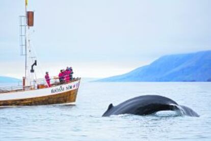 Avistamiento de ballenas en Husavik, en Islandia.