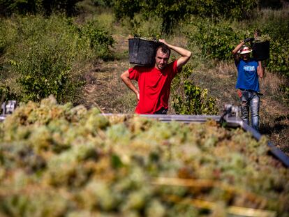 Dos trabajadores vendimiaban en agosto del año pasado en el viñedo de la bodega Vila Morgades, en Vilafranca del Penedès.