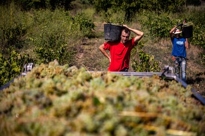 Dos trabajadores vendimiaban en agosto del año pasado en el viñedo de la bodega Vila Morgades, en Vilafranca del Penedès.