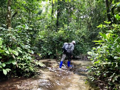 Un miembro de la expedición de Luambua marcha por el curso de un riachuelo, un camino natural hacia el interior del bosque tropical, en Yangambi. La cuenca del Congo tiene unas 10.000 especies de plantas, un tercio de las cuales no existe en ningún otro lugar. La cuenca abarca Camerún, Gabón, Guinea Ecuatorial, República Centroafricana, RDC y República del Congo.