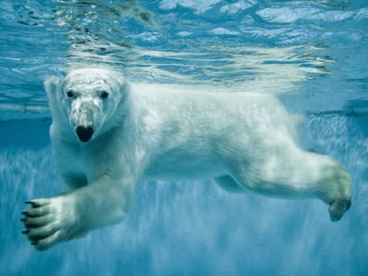 No pienses en el oso blanco